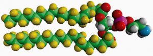 18:0 PE-d70 860373P-10MG
