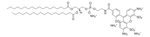 18:0 PE-TopFluor AF488 810383C-250UG