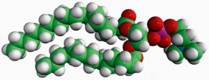 18:0-14:0 PC 850464C-25MG