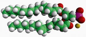 18:0-18:1 PA 840861P-25MG