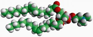 18:1 Dimethyl PE 850852P-25MG