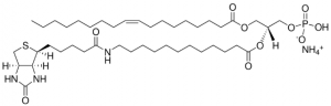 18:1-12:0 Biotin PA 860561P-1MG