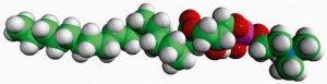 19:0 Lyso PC 855776C-25MG