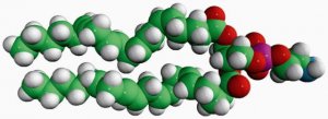 20:4 PE 850800C-25MG