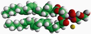 20:4 PG 840490C-25MG