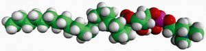 22:0 Lyso PC 855779P-25MG
