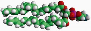 22:6 PE 850797C-25MG