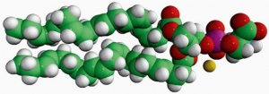 22:6 PS 840067C-25MG