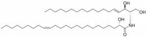 24:1(2S-OH) Ceramide 860826P-5MG