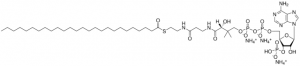26:0 Coenzyme A 
