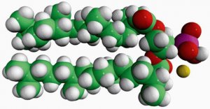 4ME 16:0 PA 850406C-25MG