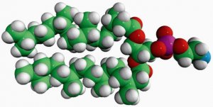 4ME 16:0 PE 850402P-25MG