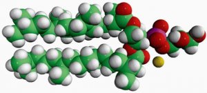 4ME 16:0 PG 850404C-25MG