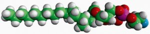 Brain Lyso PE 850095P-10MG