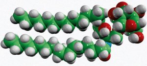 C16 Galactosyl() Ceramide (d18:1/16:0) 860431P-5MG