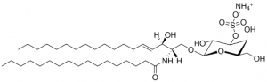 C17 Mono-Sulfo Galactosyl() Ceramide (d18:1/17:0) 860572P-1MG