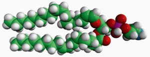 C18(Plasm)-18:1 PE 