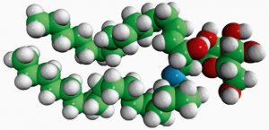 Cerebrosides (Brain) 131303P-25MG