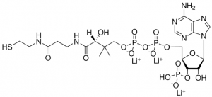 Coenzyme A (Li salt) 870701P-10MG