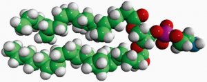 E. coli PE 840027P-25MG