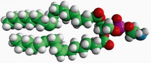 Egg PE 840021C-25MG