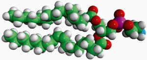 Egg Trans PE 841118P-25MG
