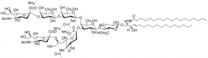 Ganglioside GT1b 