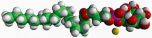 Liver Lyso PI 