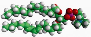 Liver PC 840055P-25MG