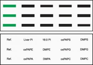 Oxidized Phospholipid Snoopers 330501-5EA
