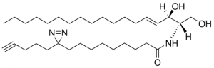 pacFA Ceramide 900404P-1MG