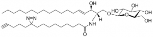 pacFA GlcCer 900405P-1MG
