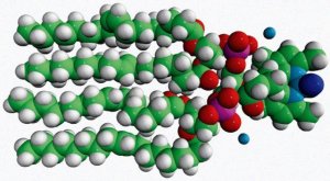 TopFluor Cardiolipin 