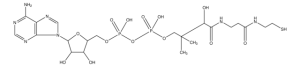 3-Dephosphocoenzyme A 