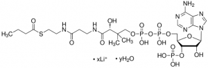 Butyryl coenzyme A lithium salt hydrate 