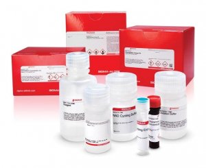 Coenzyme A (CoA) Assay Kit MAK034-1KT