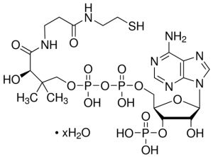 Coenzyme A hydrate 