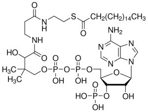n-Heptadecanoyl coenzyme A lithium salt H1385-5MG