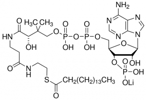 Palmitoyl coenzyme A lithium salt 