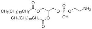 1,2-Dipalmitoyl-rac-glycero-3-phosphoethanolamine 
