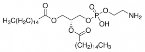 1,2-Dipalmitoyl-sn-glycero-3-phosphoethanolamine 