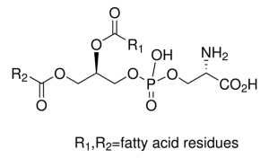 L--Phosphatidyl-L-serine from Glycine max (soybean) 