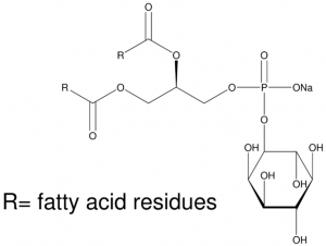 L--Phosphatidylinositol sodium salt from Glycine max (soybean) 