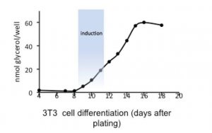 Adipogenesis Kit MAK040-1KT