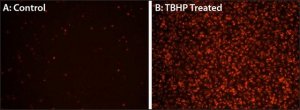 Fluorometric Intracellular Ros Kit MAK142-1KT