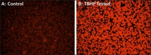 Fluorometric Intracellular Ros Kit MAK144-1KT
