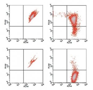 Mitochondrial Membrane Potential Kit MAK160-1KT