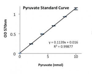 Pyruvate Kinase Activity Assay Kit MAK072-1KT