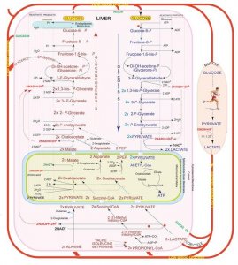 Glycolysis/Gluconeogenesis Metabolite Library ML0013-1KT