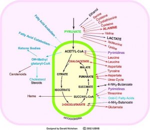 TCA Cycle Metabolite Library ML0010-1KT